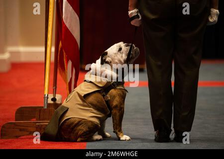 Lance CPL. Chesty XV, das offizielle Marinekorps-Maskottchen, sitzt während seiner Entlassungs- und Ernennungszeremonie in der Marinebaracke Washington am 6. Mai 2022. Gefreiter Chesty XVI hat Lance CPL. Chesty XV von seinen Pflichten als offizielles Marinekorps-Maskottchen entbunden. Bei dieser Erleichterung war der Marineminister, der ehrenwerte Carlos Del Toro, dabei, den beiden Maskottchen zu ihrem Einsatz für das Marinekorps zu gratulieren. Stockfoto