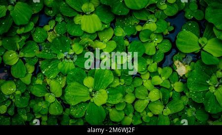 Pistia Stratiotes, die auf dem Wasser schwimmen Stockfoto