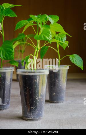 Junge Paprika-Setzlinge, die in einem Plastikbecher wachsen. Stockfoto