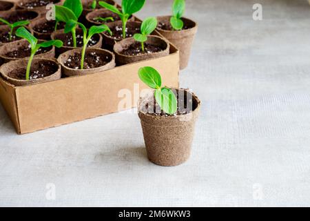 Kürbiskeimlinge wachsen in einem Topf. Stockfoto