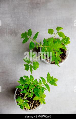 Tomatenpflanzenkeimlinge, die in einem Kunststofftopf wachsen. Stockfoto