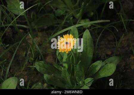Orangenblüten der Kalendula im Garten. Stockfoto