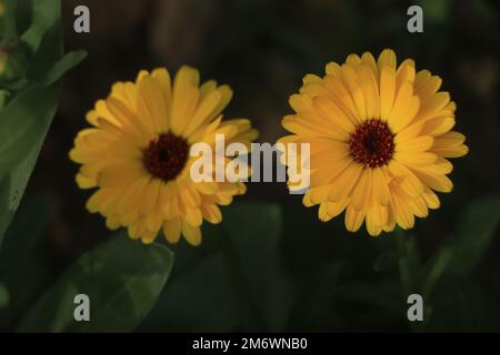 Gelbe Calendula-Blüten-Nahaufnahme. Junge Calendula-Blüte. Stockfoto