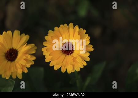 Nahaufnahme der orangefarbenen und gelben Calendula (lat. Calendula officinalis) Stockfoto