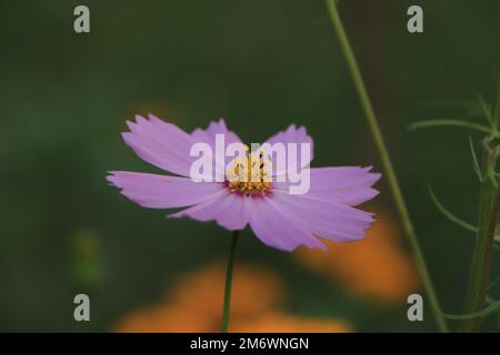 Leuchtend pinkfarbener Kosmos oder Osterblumen Stockfoto
