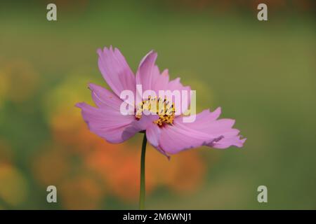 Rosa Kosmos Blume im Garten Stockfoto