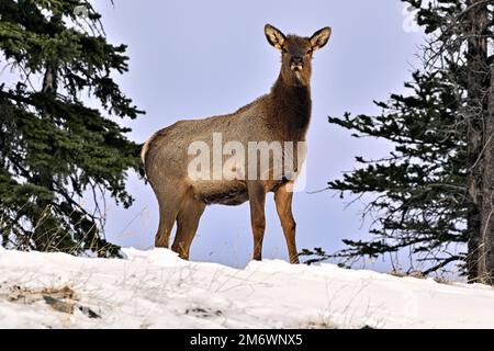 Ein wilder Elch ' Cervs elaphus', der auf einem schneebedeckten Hügel im ländlichen Alberta, Kanada, steht. Stockfoto