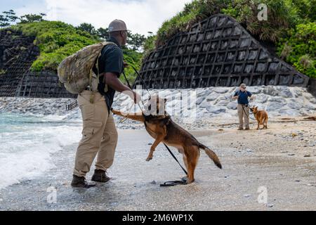 USA Air Force Staff Sgt. Dariusomar Stephens, links, 18. Sicherheitsgeschwader, militärischer Hundehandler, und sein MWD Beno spielen im Wasser neben ihren Teamkollegen Sgt. Shanna McCarter, rechts, 18. SFS MWD Handler, und ihre MWD, Dina, am Okuma Beach, Japan, 6. Mai 2022. Die Mitglieder der MWD-Einheit teilten sich in zwei Teams auf, wobei ein Team Spezialagenten simulierte und sicherstellte, dass das Team mit Hunden neben ihnen ordnungsgemäß Suchläufe durchführte, wie es bei einer Spezialmission der Fall wäre. Stockfoto