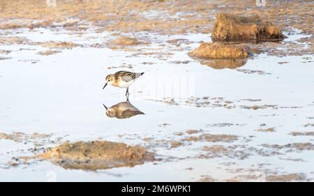 Sanderling, Calidris alba, Erwachsener, der sich in den Winterschlafvogel stürmt Stockfoto