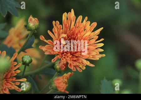 Cluster von orange Chrysanthemum blüht Stockfoto