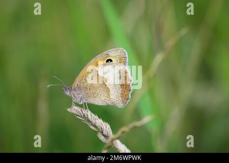 Ein grosses Ochsenauge (Maniola jurtina) auf einer Graspflanze. Stockfoto