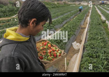 Gaza, Palästina. 05. Januar 2023. Ein palästinensischer Bauer pflückt Erdbeeren auf einem Bauernhof in Beit Lahiya im nördlichen Gazastreifen. Kredit: SOPA Images Limited/Alamy Live News Stockfoto