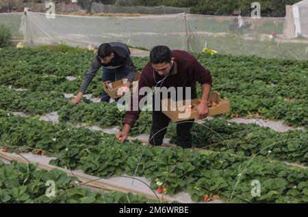 Gaza, Palästina. 05. Januar 2023. Palästinensische Bauern pflücken Erdbeeren auf einem Bauernhof in Beit Lahiya im nördlichen Gazastreifen. Kredit: SOPA Images Limited/Alamy Live News Stockfoto