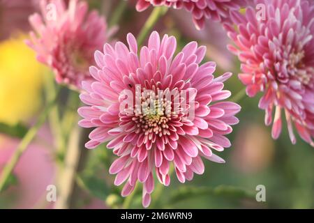 Rosafarbene Chrysanthemen im Garten Stockfoto