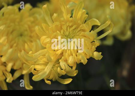 Floristen Daisy (Chrysanthemum morifolium) im Garten Stockfoto