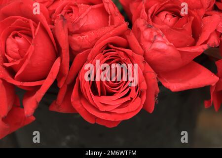 Rote Rosenblume mit Tropfen, Stockfoto
