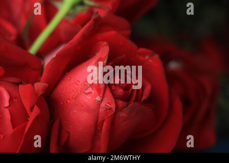 Wunderschöne rote Rose – Nahaufnahme. Hintergrundfoto Mit Makroblume Stockfoto