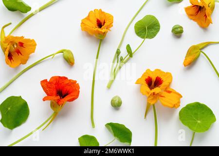 Nasturtiumblüten und Laubmuster auf weißem Hintergrund, Blumenmuster flach liegend Stockfoto