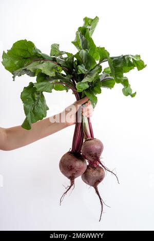 Die Hand einer Frau hält einen Haufen frischer Rüben auf weißem Hintergrund. Frisch geerntet. Gesunde Bio-Lebensmittel Stockfoto