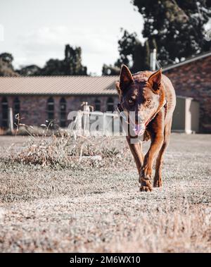 Ein Spaziergang durch glenn innes Stockfoto