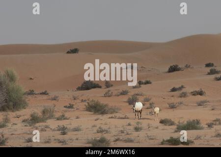 Eine Familie arabischer Oryxen in Wüstenlandschaft: Mutter mit Baby-Oryx. Dubai, Vereinigte Arabische Emirate. Stockfoto