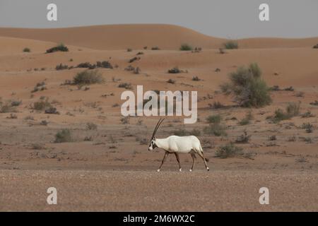 Einsamer arabischer Oryx in Wüstenlandschaft. Dubai, Vereinigte Arabische Emirate. Stockfoto