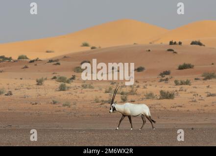 Einsamer arabischer Oryx in Wüstenlandschaft. Dubai, Vereinigte Arabische Emirate. Stockfoto