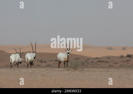 Eine Gruppe arabischer Oryxe in Wüstenlandschaft mit einem Oryx, der in die Kamera schaut. Dubai, Vereinigte Arabische Emirate. Stockfoto