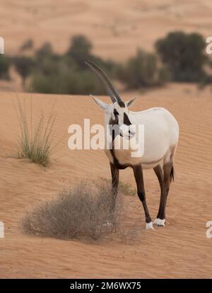 Einsamer arabischer Oryx in Wüstenlandschaft. Dubai, Vereinigte Arabische Emirate. Stockfoto