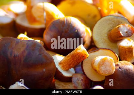 Ich sammelte essbare Pilze in der Sonne, eine Nahaufnahme von gesammelten Wildpilzen, Makroschuss von Wildpilzen Stockfoto