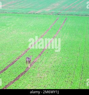 Weibliches Reh auf einem grünen Feld und schaut auf den Betrachter Stockfoto