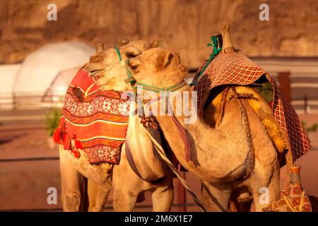 Zwei Kamele in der Wadi Rum Wüste in Jordanien Stockfoto