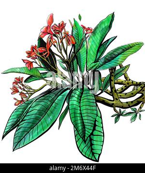 Rote Aquarell Orchidee Blumen. Phalaenopsis. Handgezeichnete Aquarellillustration Stockfoto