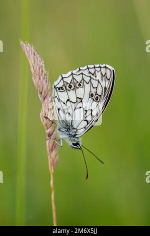 Ein Schachbrettschmetterling auf einer Wiese. Stockfoto