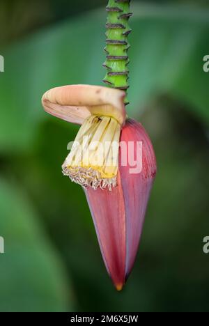 Details einer Zwergbanane (Musa acuminata), Blumen- und Fruchtset. Stockfoto