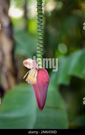 Details einer Zwergbanane (Musa acuminata), Blumen- und Fruchtset. Stockfoto