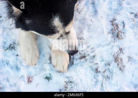 Sibirischer Husky-Hund liegt auf dem Schneehintergrund. Sibirischer Husky-Hund, schwarz Stockfoto