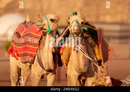 Zwei Kamele in der Wadi Rum Wüste in Jordanien Stockfoto