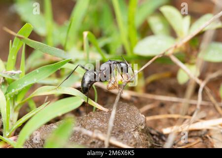 Schwarze Ameisen töten Termiten, Componotus compressus, Satara, Maharashtra, Indien Stockfoto