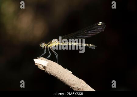 Weibliche Jungfliege, Rhinocypha bisignata, Satara, Maharashtra, Indien Stockfoto