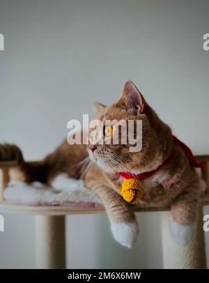 Ein vertikales Bild einer niedlichen braunen Katze mit Strickglocke am Hals Stockfoto