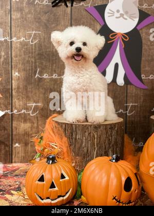 Eine vertikale Aufnahme eines süßen weißen Bichon Frise auf einem Baumstumpf mit Kürbissen Stockfoto