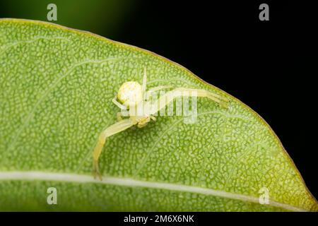 Krabbenspinne, Synaema decorata, Tikader, 1960, Satara, Maharashtra, Indien Stockfoto