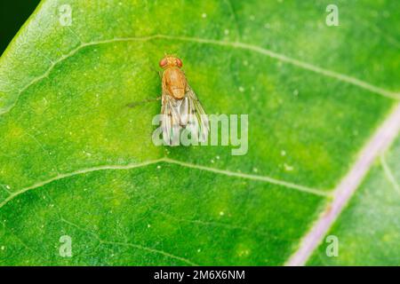 Fruitfly, Drosophila suzukii Satara, Maharashtra, Indien Stockfoto