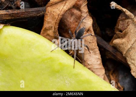 Long-Spinneret Ground Spider, Prodidomus rufus, Satara, Maharashtra, Indien Stockfoto