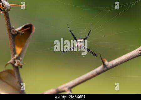 Männliche Signature-Spinne, Argiope keyserlingi, Satara, Maharashtra, Indien Stockfoto