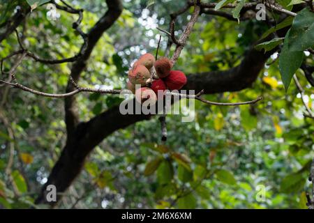 Indische Mandel, Terminalia catappa, Satara, Maharashtra, Indien Stockfoto