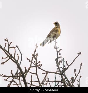 Sängerdrossel auf einem Zweig eines Kirschbaums Stockfoto