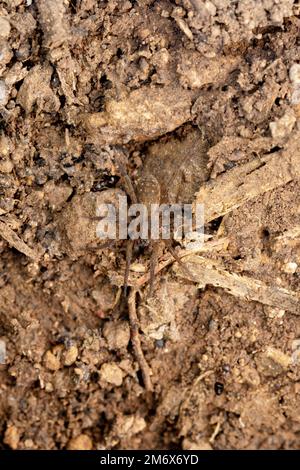 Wolf-Spinnen, Trochosa Punktipes, Satara, Maharashtra, Indien Stockfoto