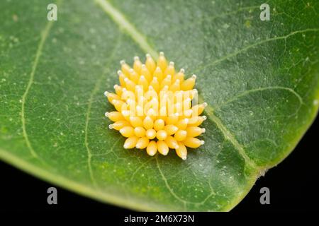 Schwarze, weiße Schmetterlingseier, Aporia crataegi, Satara, Maharshtra, Indien Stockfoto